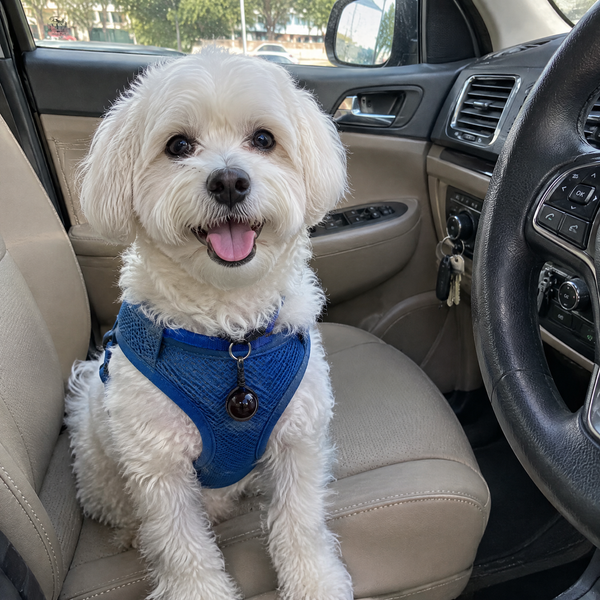 REV 05 stopped barking